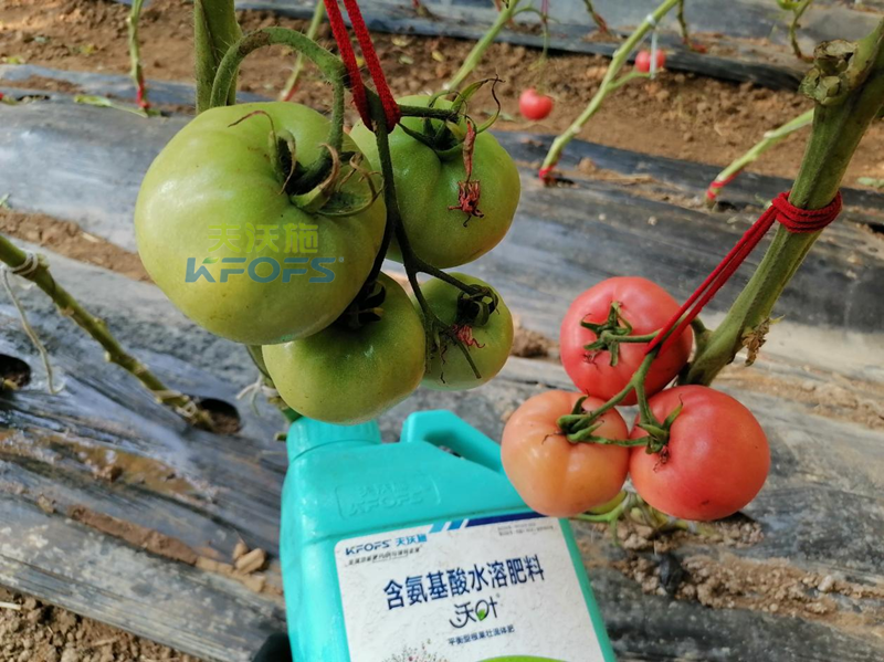 水溶肥是什么？這篇看了不后悔！