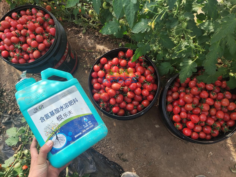 生根劑哪個(gè)牌子好？