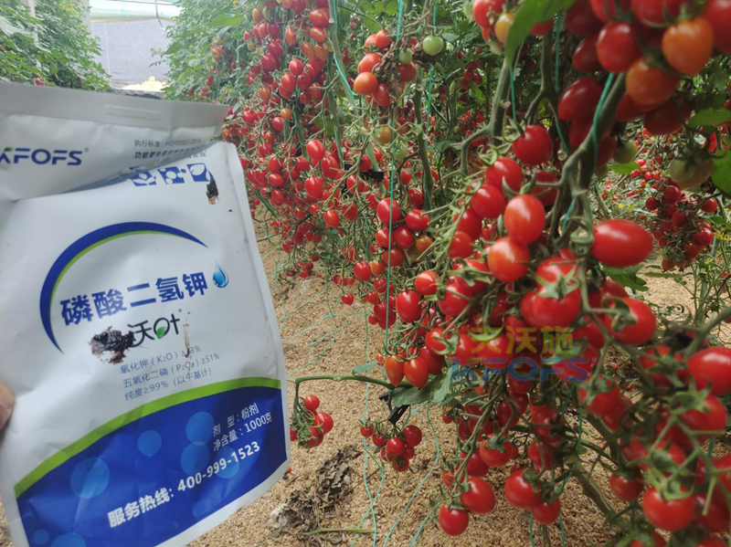 磷酸二氫鉀灌根，教你正確方法