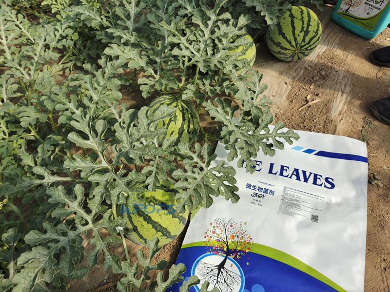 西瓜施肥用什么肥料好？