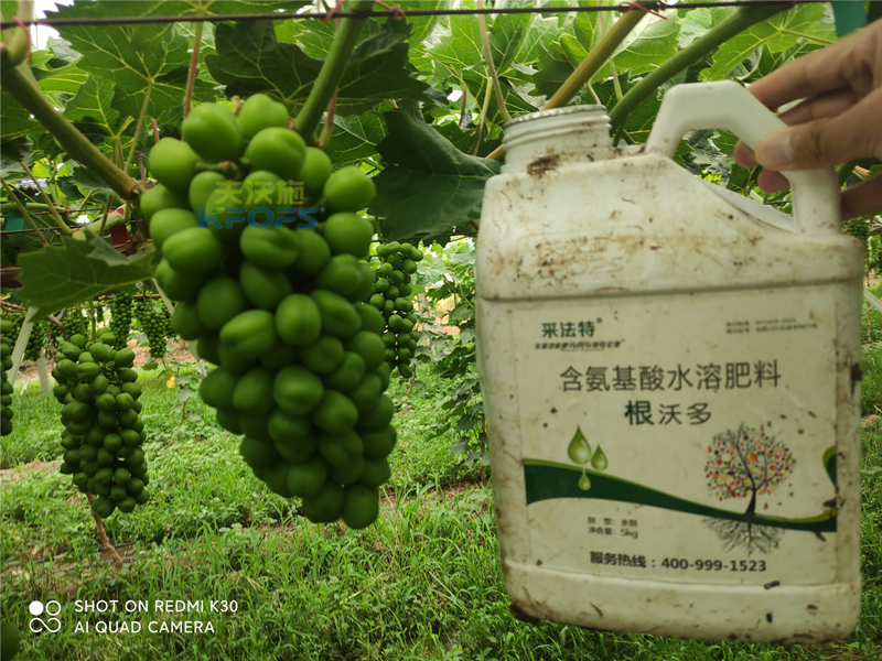 葡萄施什么肥產(chǎn)量高？