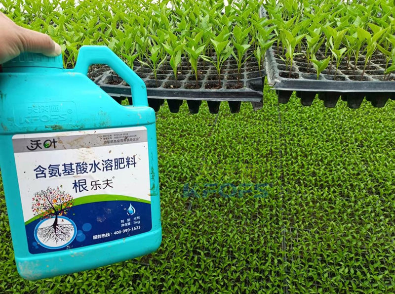 辣椒用什么肥料？減少落果