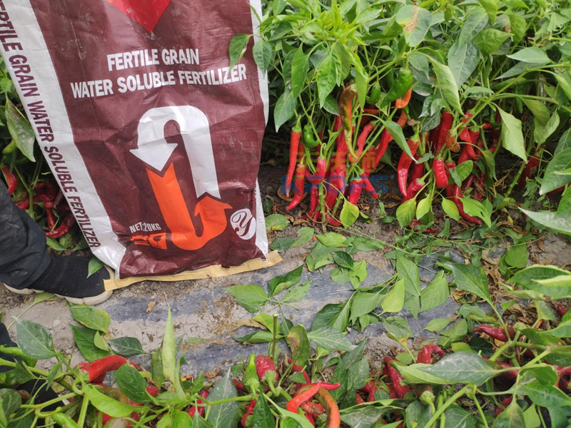 辣椒用什么肥料-沃葉高鉀顆粒水溶肥.png