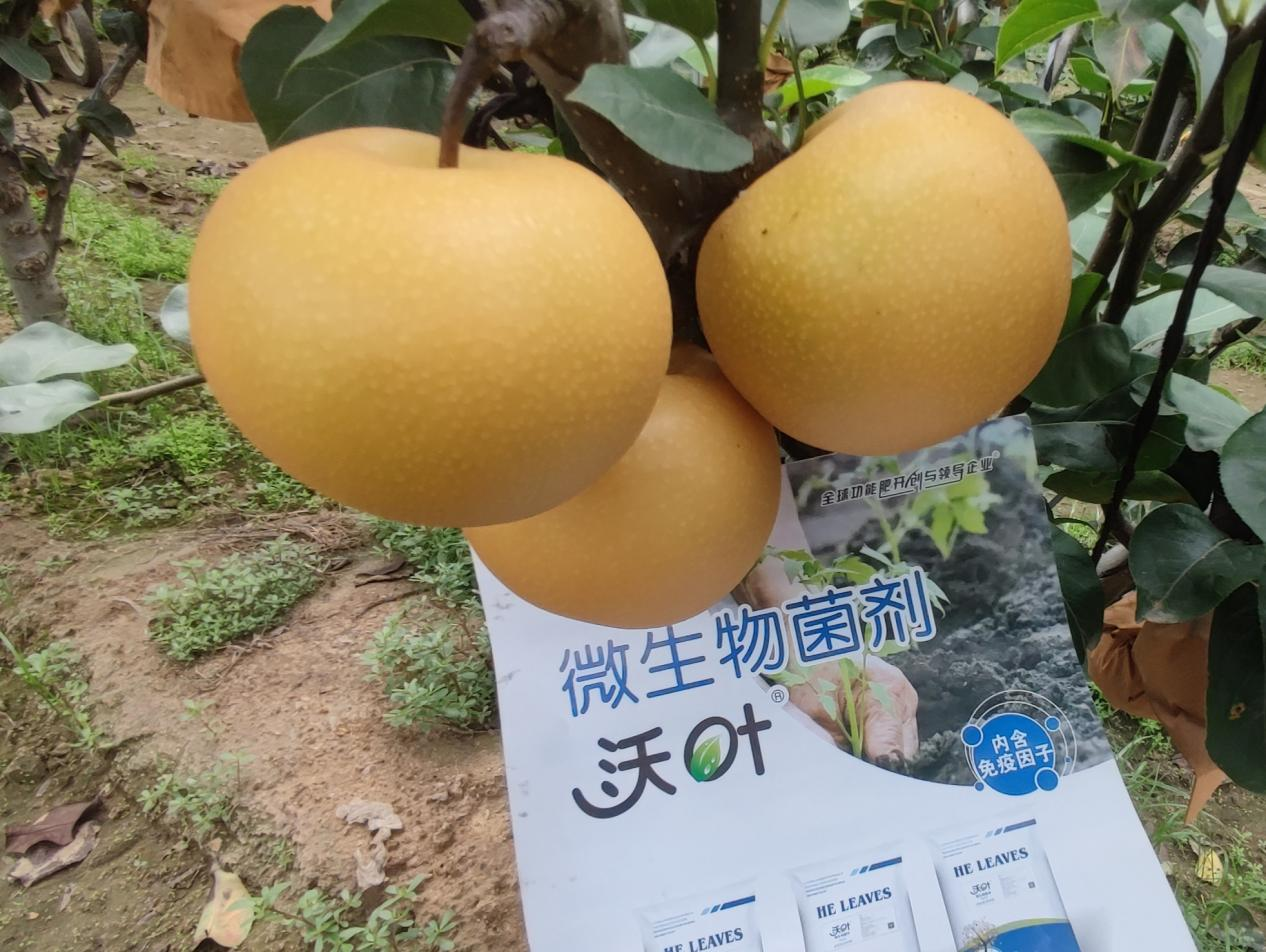 果樹施肥用什么水溶肥好？