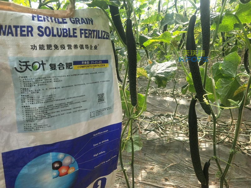 用什么肥料黃瓜產(chǎn)量高？