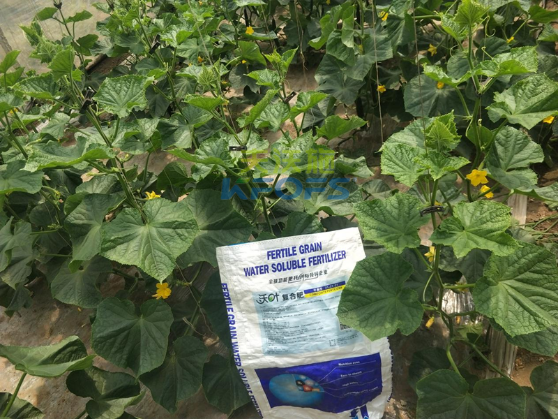 用什么肥料黃瓜產量高-沃葉顆粒肥1.png