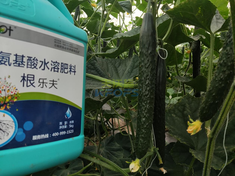 種黃瓜用什么肥料比較好?