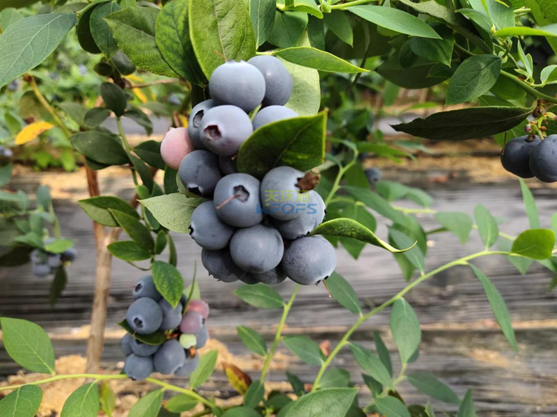 水溶肥用哪家？藍(lán)莓更高產(chǎn)？