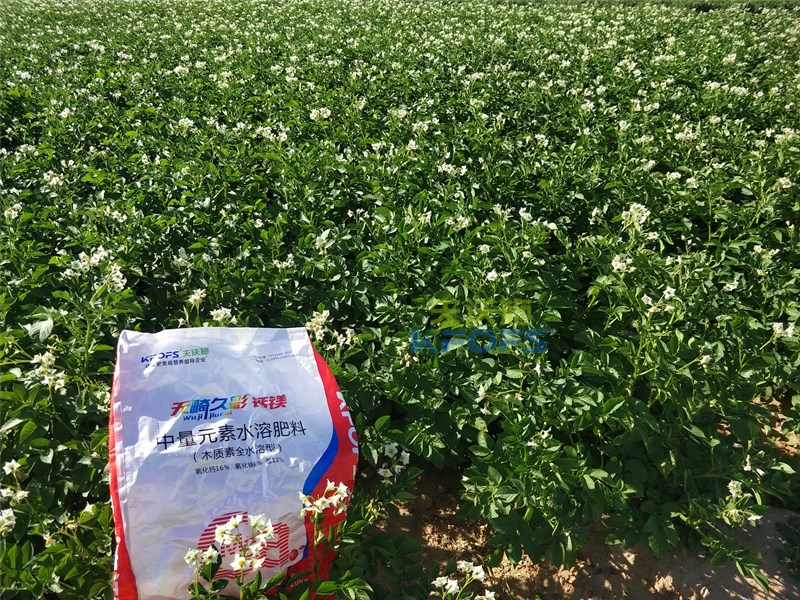 【已用】回訪時間：2022年7月23日，回訪地址：內(nèi)蒙古鄂托克前旗使用產(chǎn)品：無畸久彩鈣鎂，回訪作物： 土豆使用效果：土豆基地用木質(zhì)素型中量元素?zé)o畸久彩鈣鎂肥，長勢健壯，葉片肥厚，鈣鎂同補，整體長勢很好 (2).jpg
