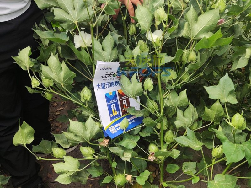 棉花施什么肥產(chǎn)量高？