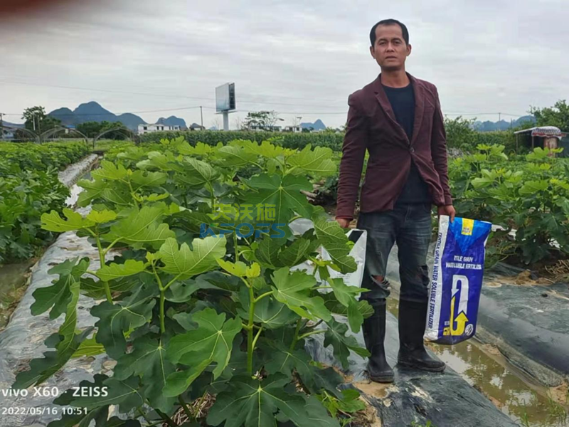 無(wú)花果施什么肥果實(shí)大？