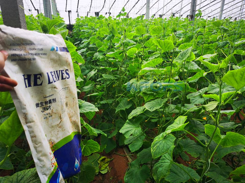 微生物菌劑用在黃瓜上效果好不好？