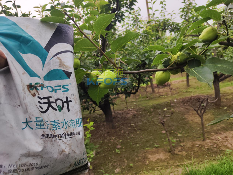 水溶肥好在哪-梨樹用沃葉水溶肥1.png