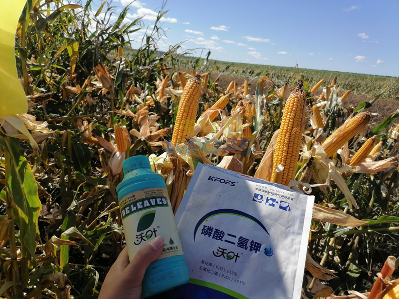玉米葉面肥哪個(gè)品牌好-沃葉葉面肥系列.png