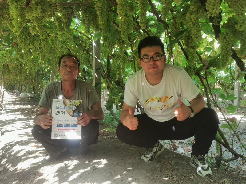 葡萄施什么肥？這款認(rèn)可度高