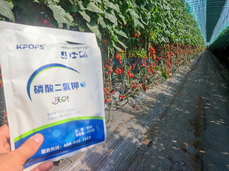 磷酸二氫鉀哪家好？張總選擇沃葉