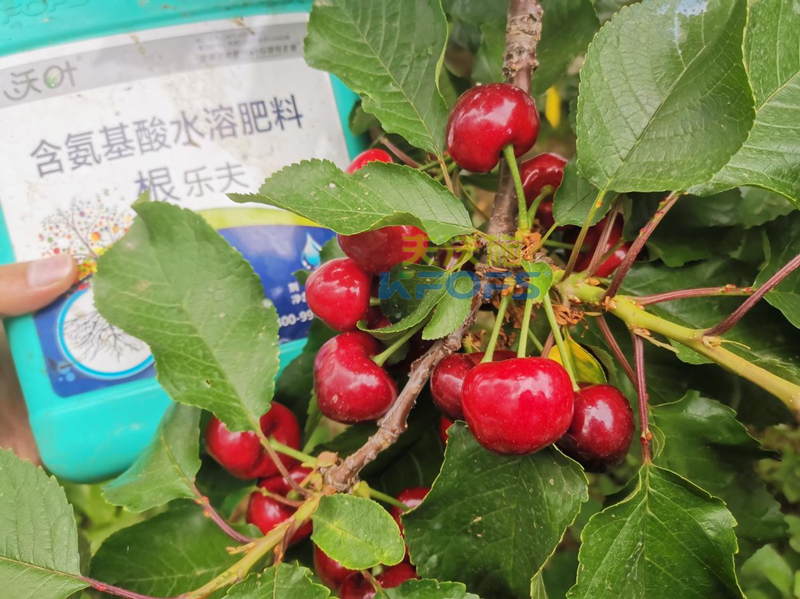 水溶肥哪家好？為何他們選沃葉？