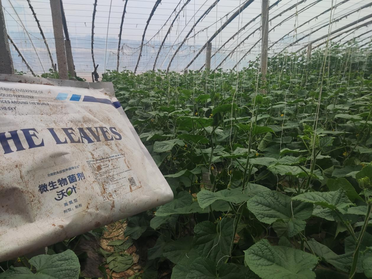 生根劑用處廣，你了解多少？