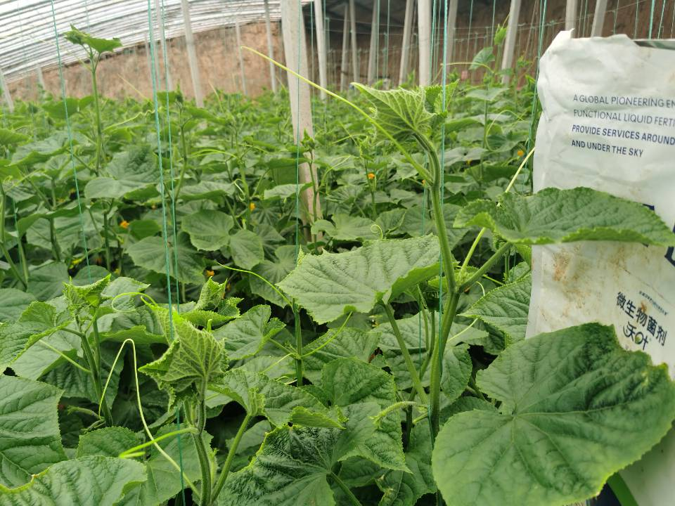 黃瓜追肥用什么水溶肥好-沃葉水溶肥1.png