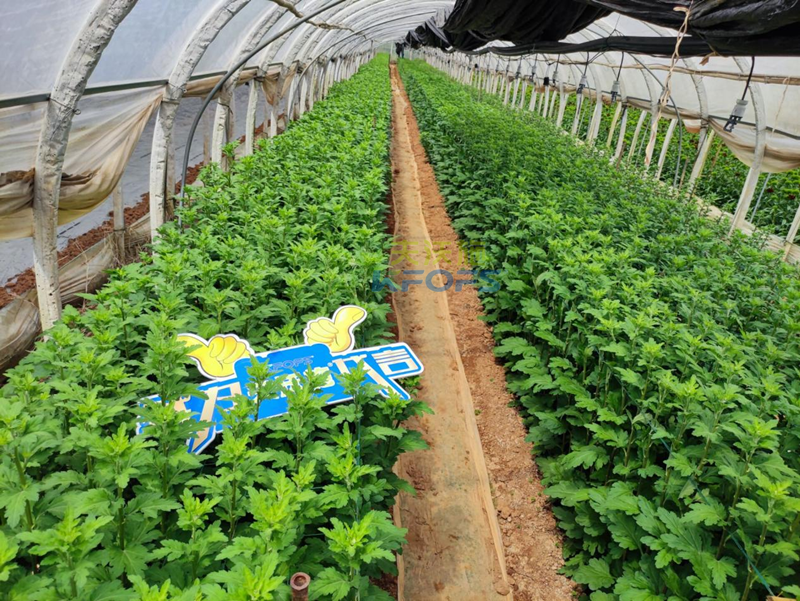 水溶肥還能用在花卉上？你還不知道吧？