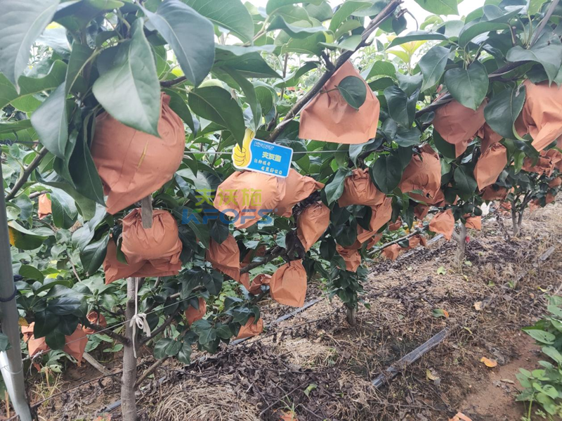 果實膨大肥用什么肥好？秋月梨為例