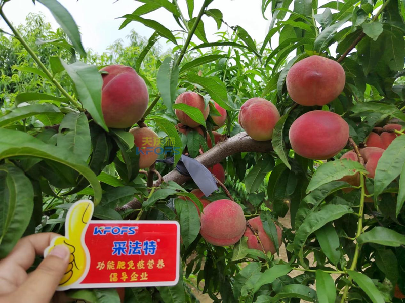 桃樹施什么肥料好？