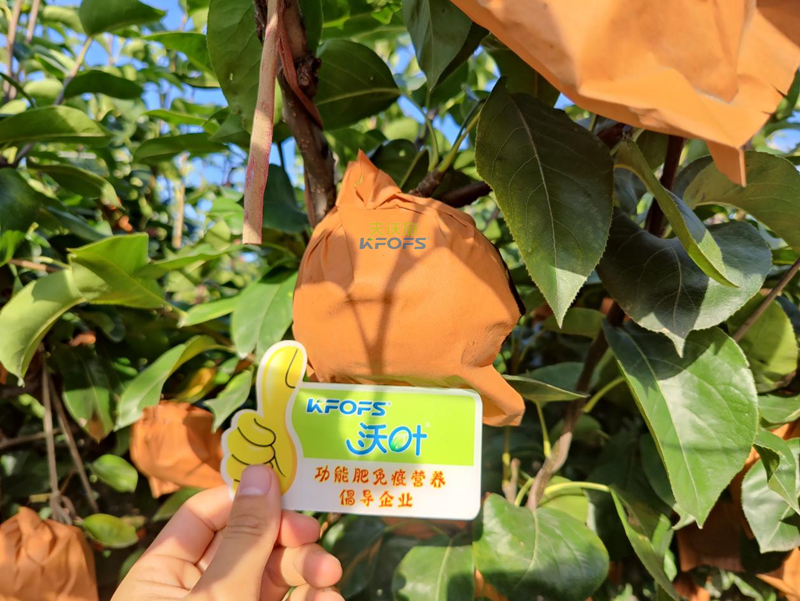 梨樹用什么肥料產(chǎn)量高？