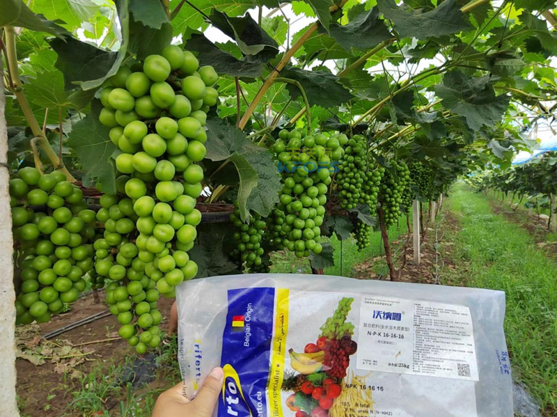 陽光玫瑰葡萄秋施基肥怎么施？