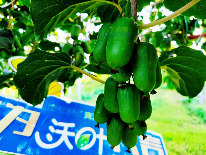 獼猴桃施肥哪種肥料好？