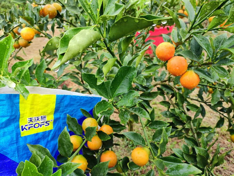 顆粒水溶肥用在金桔上效果怎么樣？