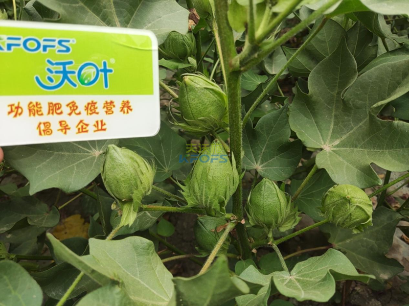 棉花施什么肥料好-沃葉水溶肥.png