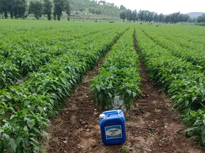 水溶肥哪家好？用過才知道