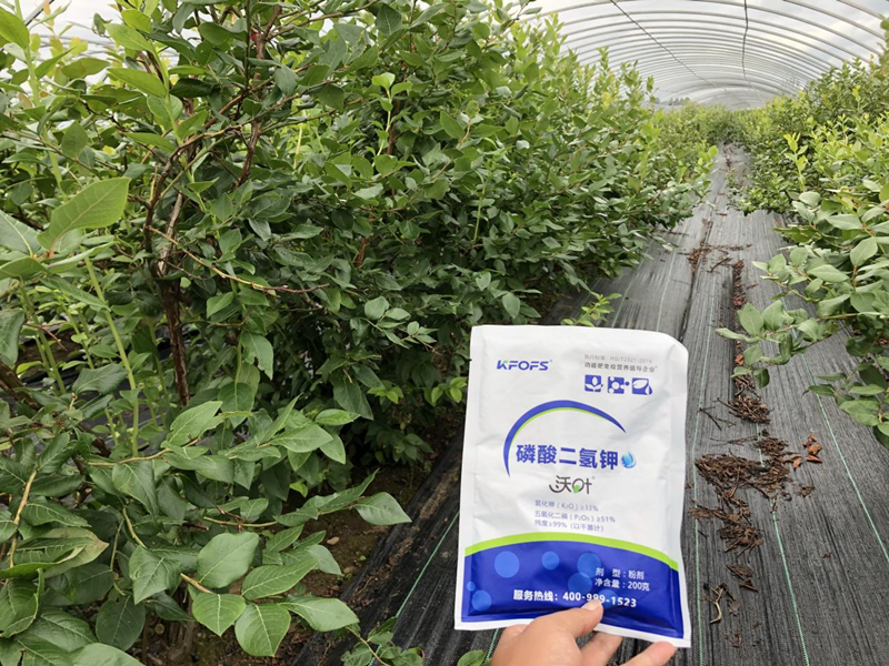 磷酸二氫鉀怎么用效果好？