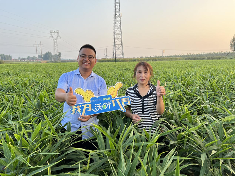 水溶肥哪家好？選擇秘訣告訴你