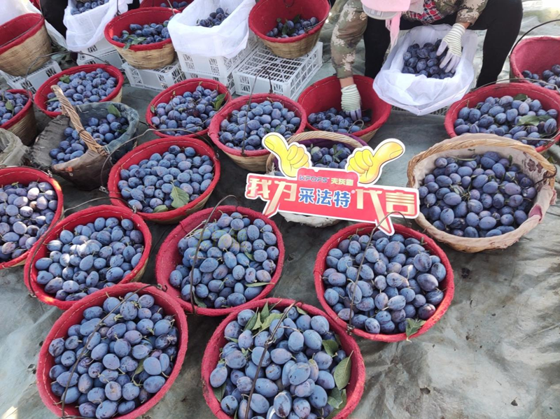 水溶肥選哪家？張大叔認(rèn)準(zhǔn)采法特