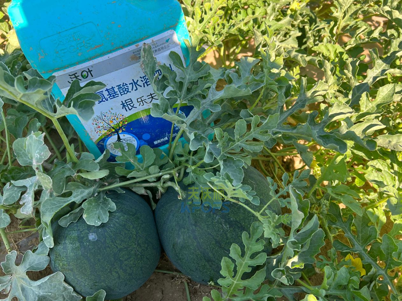 水溶肥-打瓜用沃葉根樂夫水溶肥.png