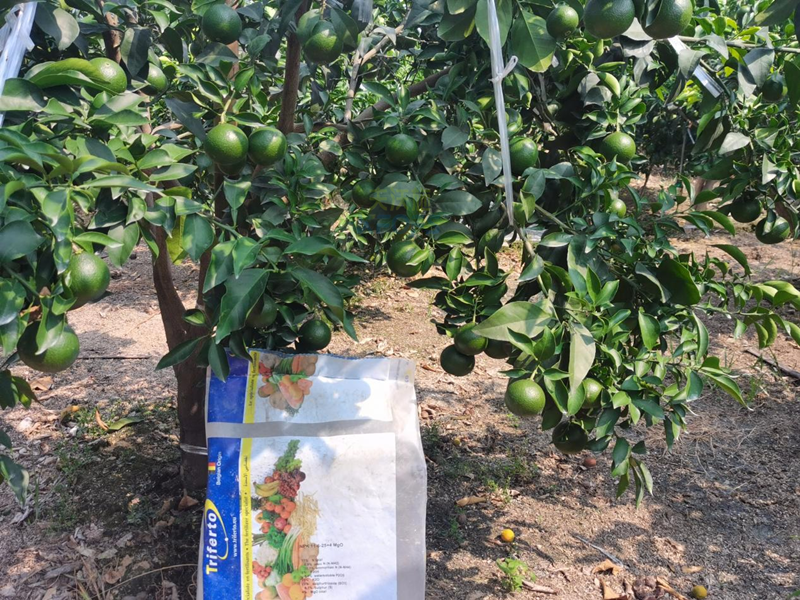 柑橘水溶肥選哪個(gè)？張大叔告訴你答案！