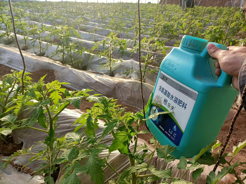 西紅柿施肥用什么肥料好？