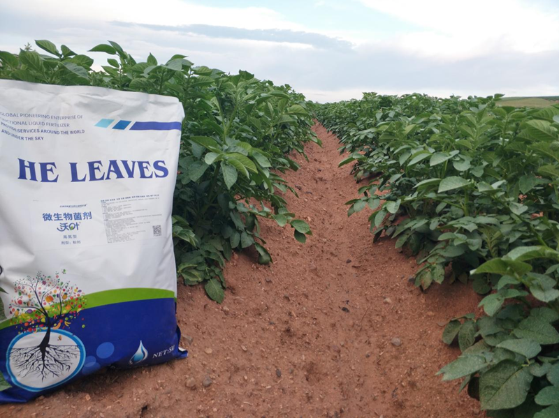 水溶肥用在土豆上效果怎么樣？