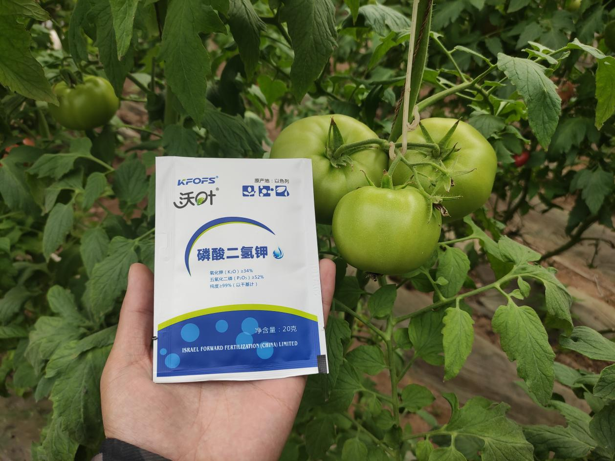 西紅柿施肥-沃葉磷酸二氫鉀.png