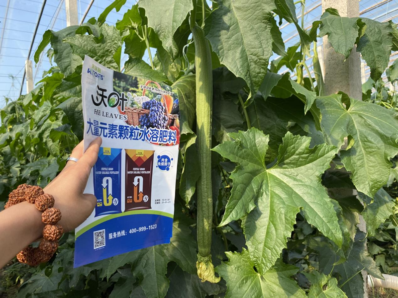 蔬菜施什么肥長得快又好？