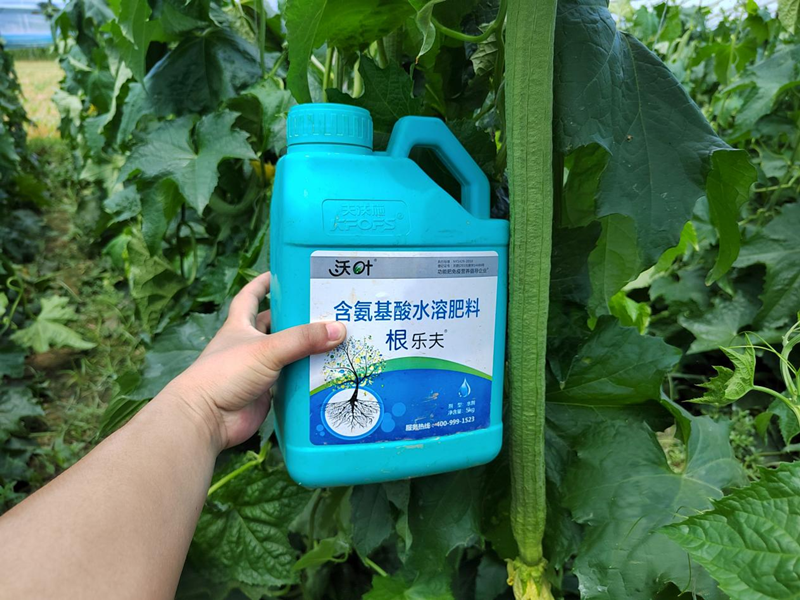 蔬菜施什么肥長得又快又好-沃葉生根劑.png