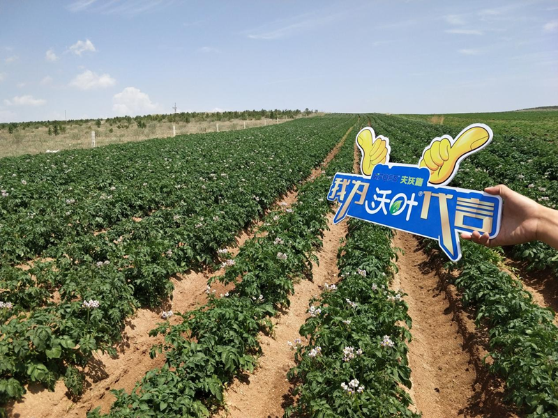 微生物菌肥哪家好？張大叔選沃葉