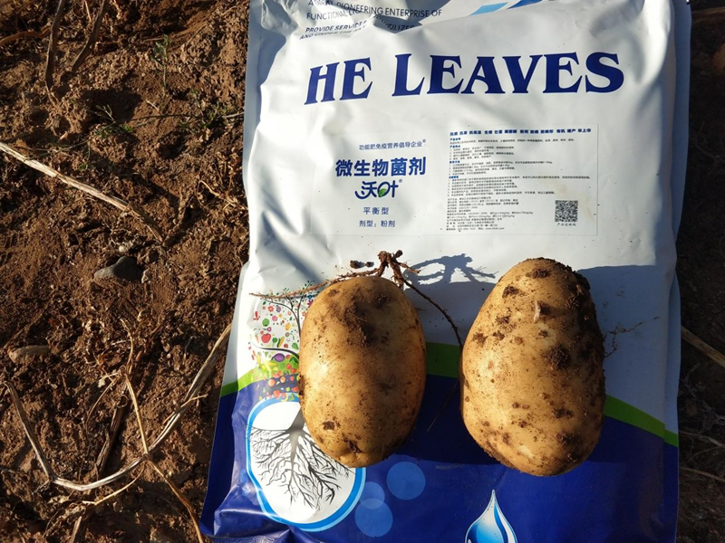 微生物菌肥哪家好-沃葉菌劑土豆1.png
