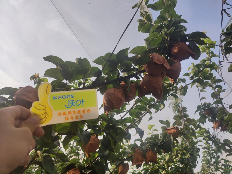 秋月梨施肥用哪款肥料好？張大叔選擇沃葉