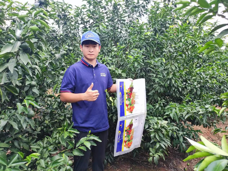 水溶肥用的好，沃柑產(chǎn)量才能高