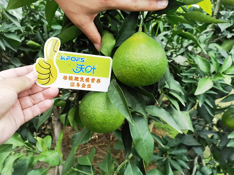 水溶肥選得好，柑橘產(chǎn)量少不了