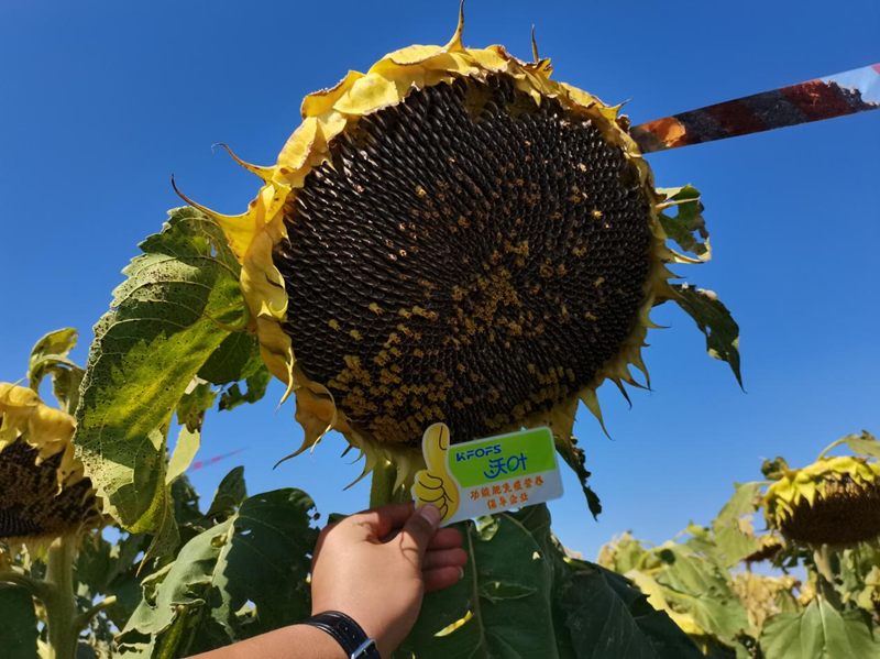 水溶肥用在向日葵上怎么樣？