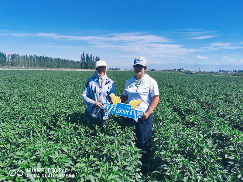 辣椒管理與施肥技術(shù)-沃葉用戶見證1.png