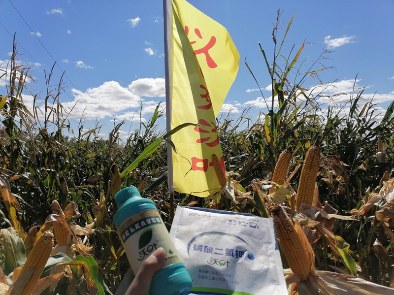 水溶肥用在玉米上，保質(zhì)又增產(chǎn).png